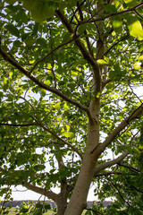 The common walnut fruit , green, not ripe yet, on the tree with sun shining through
