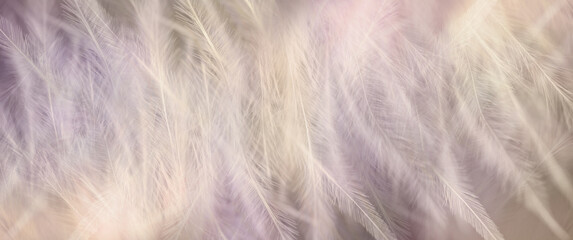 Beautiful delicate fluffy feather background - random long thin wispy soft feathers in pale peach pink tones ideal for a spiritual invitation, gift voucher, certificate, award, advert or web header
