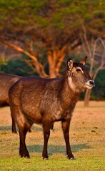 A single waterbucks (ellipsiprymnus ) at Pazuri outdoor park, closeby Lusaka, Zambia 
