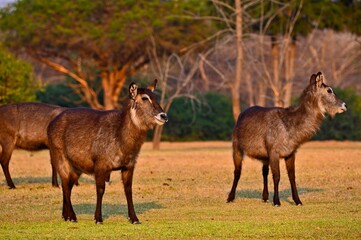 A group of ellipsiprymnus waterbucks at Pazuri outdoor park, closeby Lusaka, Zambia 