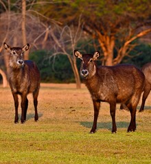 A group of ellipsiprymnus waterbucks at Pazuri outdoor park, closeby Lusaka, Zambia 