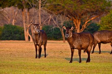 A group of ellipsiprymnus waterbucks at Pazuri outdoor park, closeby Lusaka, Zambia 