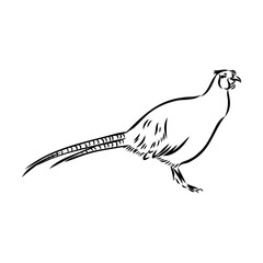 Hand drawn of an pheasant, sketch. Vector illustration isolated on a white background.