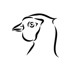 Hand drawn of an pheasant, sketch. Vector illustration isolated on a white background.