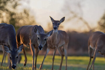 Naklejka na ściany i meble Some roe deer close up in the field. Roe deer on a green meadow at sunset