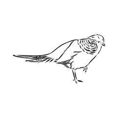 Hand drawn of an pheasant, sketch. Vector illustration isolated on a white background.