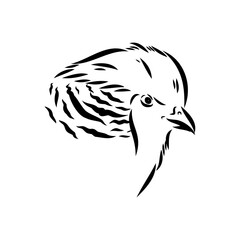 Hand drawn of an pheasant, sketch. Vector illustration isolated on a white background.