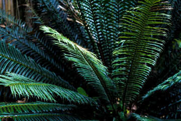 Fototapeta na wymiar Green leafs on blurred background in garden.