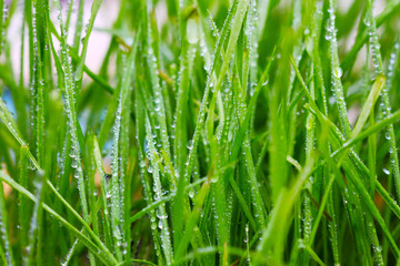 Fototapeta na wymiar Many drops of water on the green grass in the garden after the rain