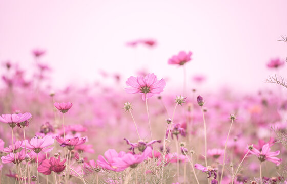 Soft blur focus of cosmos flowers field with vintage pink color fillter