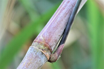 Close-up of Sweet and Juicy Sugarcane Stalks