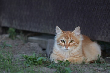 Red cat lies on the green grass in the garden