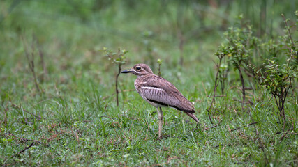 Burhinus vermiculatus - Water Thick-knee - Oedicnème vermiculé
