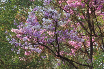 Lagerstroemia loudonii Teijsm. & Binn.