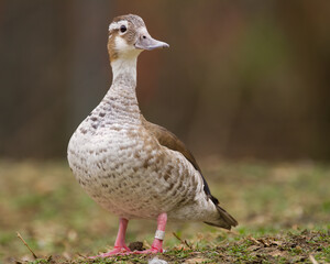 Ringed Teal
