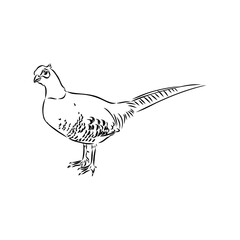Hand drawn of an pheasant, sketch. Vector illustration isolated on a white background.