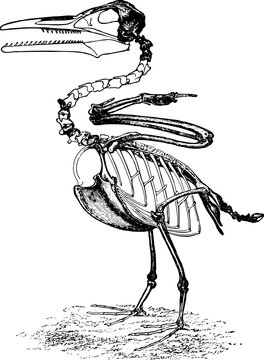 Ichthyornis - Fish Bird: is an extinct genus of toothy seabird-like ornithuran from the late Cretaceous period of North America. Ichthyornis has been historically important in shedding light on bird e