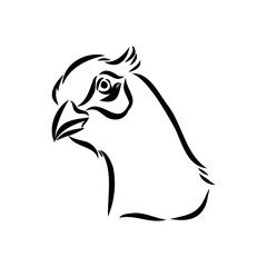 Hand drawn of an pheasant, sketch. Vector illustration isolated on a white background.