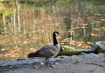 A Canadian goose is sitting on the bank of a stream in the bushes