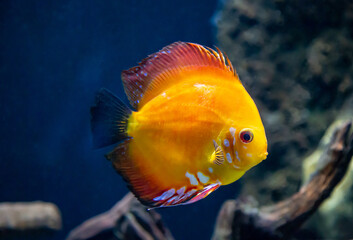 Naklejka premium The discus is yellow (Latin Symphysodon) with beautiful zebra stripes on the belly of the seabed background. Marine life, fish.