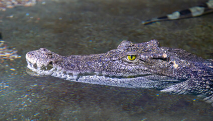 The head of the Siamese Crocodile (lat. Crocodylus siamensis) on the water surface against the background of the bottom. Marine life, exotic fish, subtropics.