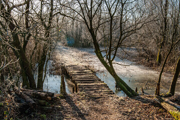 wooden bridge in the forest