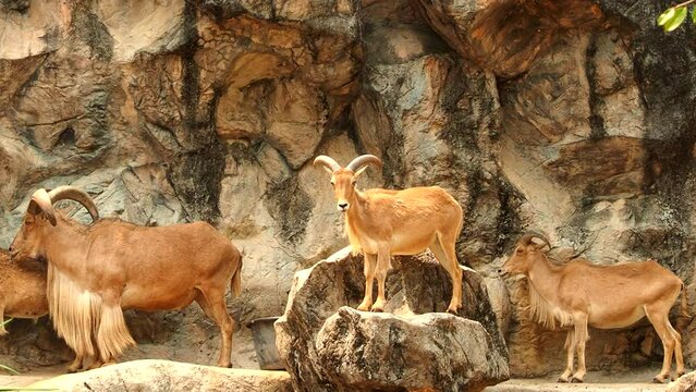Barbary sheeps  are  standing on the rock, Chiangmai Thailand