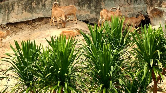 Green trees with Barbary sheeps background, outdoor Chiangmai Thailand.