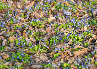 beautiful violets growing in a meadow