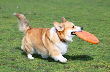 welsh corgi pembroke on a walk