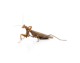 Large brown mantis.
