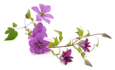Purple clematis and leaves. - obrazy, fototapety, plakaty