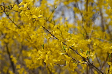Forsythias are bloomed!