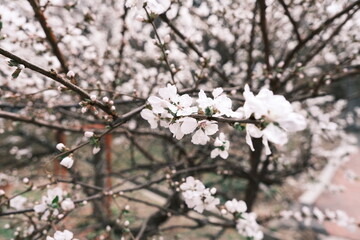 Cherry blossom