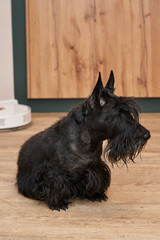 beautiful black scottish terrier in the apartment