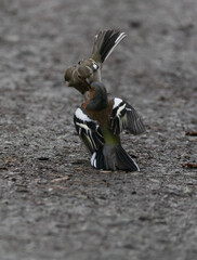 Chaffinch couple fighting on ground