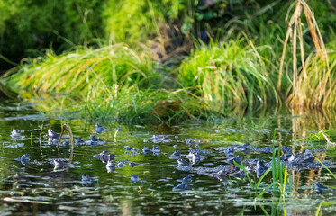 Obraz na płótnie Canvas Green pond with blue frogs