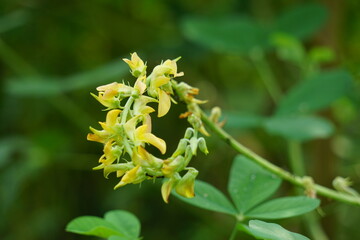 Crotalaria Pallida (smooth crotalaria) in nature. In traditional medicine, the plant is used to treat urinary problems and fever