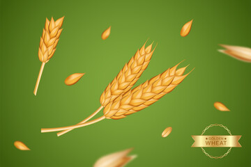 Spikelets of wheat. Oat grain for barley bread. Spike seeds, 3d cereal, agriculture fields, rye flour, gold farm elements. Organic objects. realistic illustration on green background