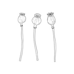 Opium poppy. Vector black and white illustration.