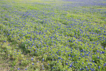 Blooming Bluebonnet at the rolling hills country side meadow blossom Texas state flower in...