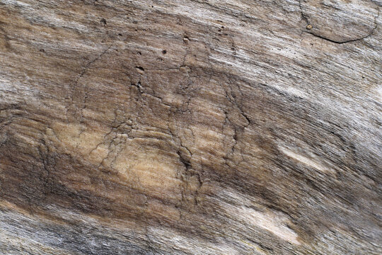 grey and brown natural driftwood background with empty space