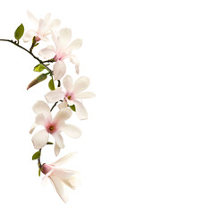 Branch of blooming magnolia tree on white. Happy Mother‘s Day theme. Spring or gardening...