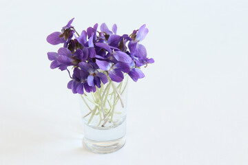 Naklejka na ściany i meble Violet on old white table, is commonly known as wood violet, sweet violet, English violet, common violet, florist's violet, or garden violet. Flowers photo concept.