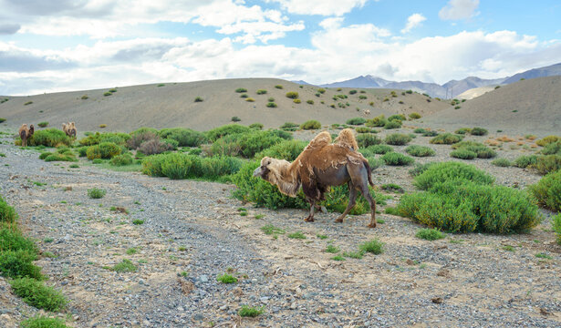 Camel in Altai
