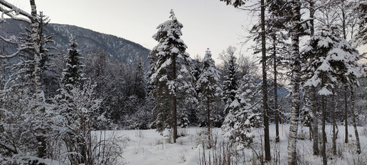 View of snowy trees in the Tyrolean Alps