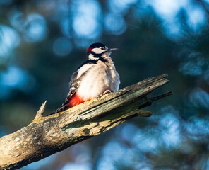 Fototapeta premium woodpecker