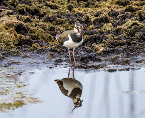 Northern lapwing