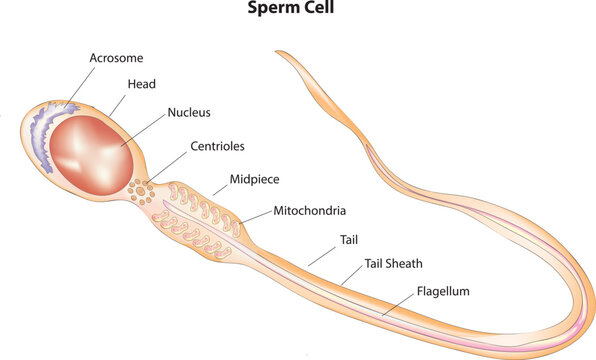 Sperm cell structure