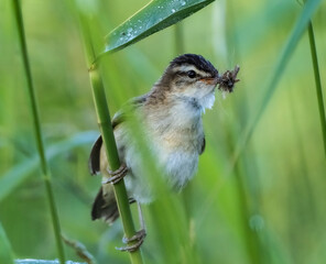 sedge warbler